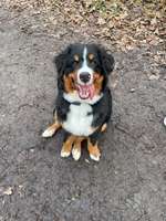 Berner Sennen-Beitrag-Bild