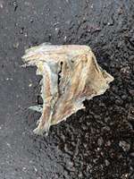 Mein Hund hatte irgendwas im Mund-Beitrag-Bild