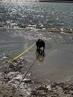 Hundeauslaufgebiet-Silbersee 3 Hausdülmen-Bild
