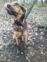 Geburtstage der Hunde-Beitrag-Bild