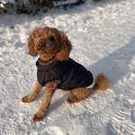 Fliegen in der Kabine mit "Grenzgänger"-Beitrag-Bild