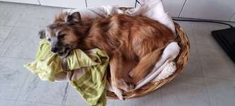 Wie ich meine Tiere verabschiede-Beitrag-Bild