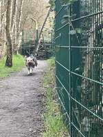 Hundeauslaufgebiet-Hundewiese Castrop-Rauxel-Bild