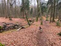 Hundeauslaufgebiet-Holter Wald-Bild