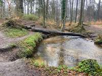 Hundeauslaufgebiet-Holter Wald-Bild