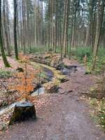 Hundeauslaufgebiet-Holter Wald-Bild