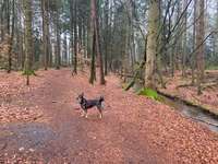 Hundeauslaufgebiet-Holter Wald-Bild