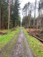 Hundeauslaufgebiet-Holter Wald-Bild