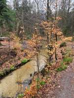 Hundeauslaufgebiet-Holter Wald-Bild