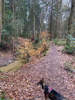 Hundeauslaufgebiet-Holter Wald-Bild