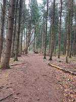 Hundeauslaufgebiet-Holter Wald-Bild