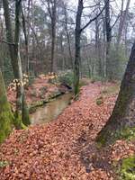 Hundeauslaufgebiet-Holter Wald-Bild