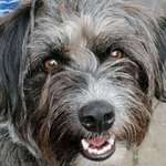 Ersteller:in Petra mit Yoyo Profilbild