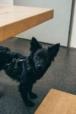 Welche Rassen könnten in diesem Mix stecken?-Beitrag-Bild