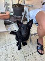 Welche Rassen könnten in diesem Mix stecken?-Beitrag-Bild