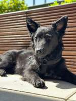 Welche Rassen könnten in diesem Mix stecken?-Beitrag-Bild