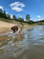 Hundeauslaufgebiet-Hundestrand Geesthof-Bild