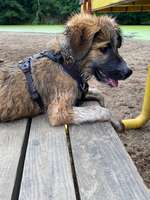 Hundeauslaufgebiet-Hundestrandbad Wingst-Bild