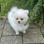 Ersteller:in Ischil Profilbild