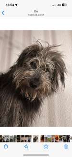 Unser Hund frisst seit ein paar Tagen nichts-Beitrag-Bild