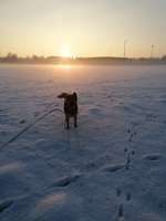 Hundeauslaufgebiet-Alte Römerstraße-Bild