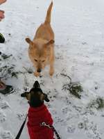 Hundeauslaufgebiet-Alte Römerstraße-Bild