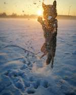 Hundeauslaufgebiet-Alte Römerstraße-Bild