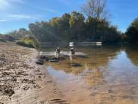 Hundeauslaufgebiet-Allerwiese klein Hehlen-Bild
