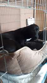 Suchmeldung-Yoshi-Bild