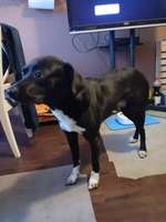 Suchmeldung-Yoshi-Bild