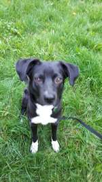 Suchmeldung-Yoshi-Bild