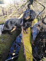 Suchmeldung-Benno-Bild