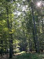 Hundeauslaufgebiet-Fischbacher Waldrunde-Bild