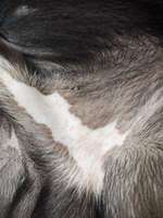 Extremes Lecken-Beitrag-Bild