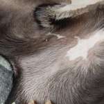 Extremes Lecken-Beitrag-Bild