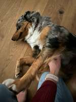 Hündin drückt Pfote gegen Arm beim Kraulen/Streicheln-Beitrag-Bild