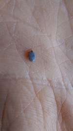 Wer kennt dieses Tier?-Beitrag-Bild