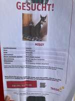 Suchmeldung-Meggy-Bild