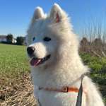 Ersteller:in Curry Profilbild