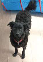 Suchmeldung-Peaches-Bild