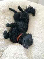 Suchmeldung-Peaches-Bild