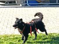 Suchmeldung-Peaches-Bild