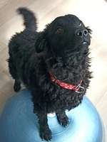 Suchmeldung-Peaches-Bild