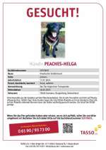 Suchmeldung-Peaches-Bild