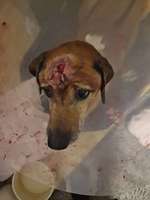 Immer wieder gelber "Schnotter"-Beitrag-Bild