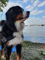 Hundeauslaufgebiet-Cospudener See-Bild