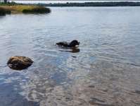 Hundeauslaufgebiet-Cospudener See-Bild
