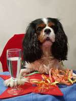 Cavaliere-Beitrag-Bild