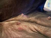 geschwollene Zitzen-Beitrag-Bild