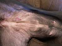 geschwollene Zitzen-Beitrag-Bild